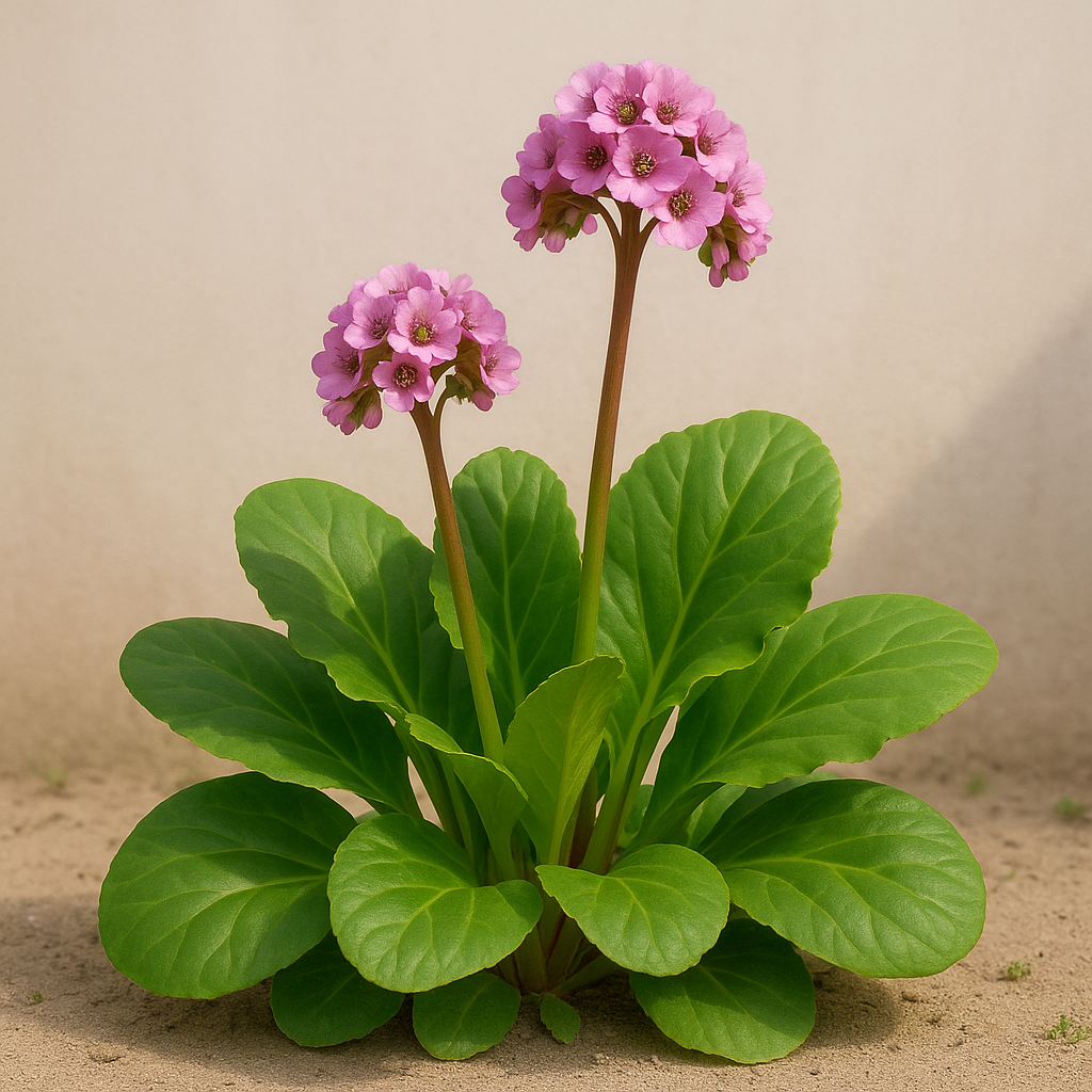 Bergenia sercowata