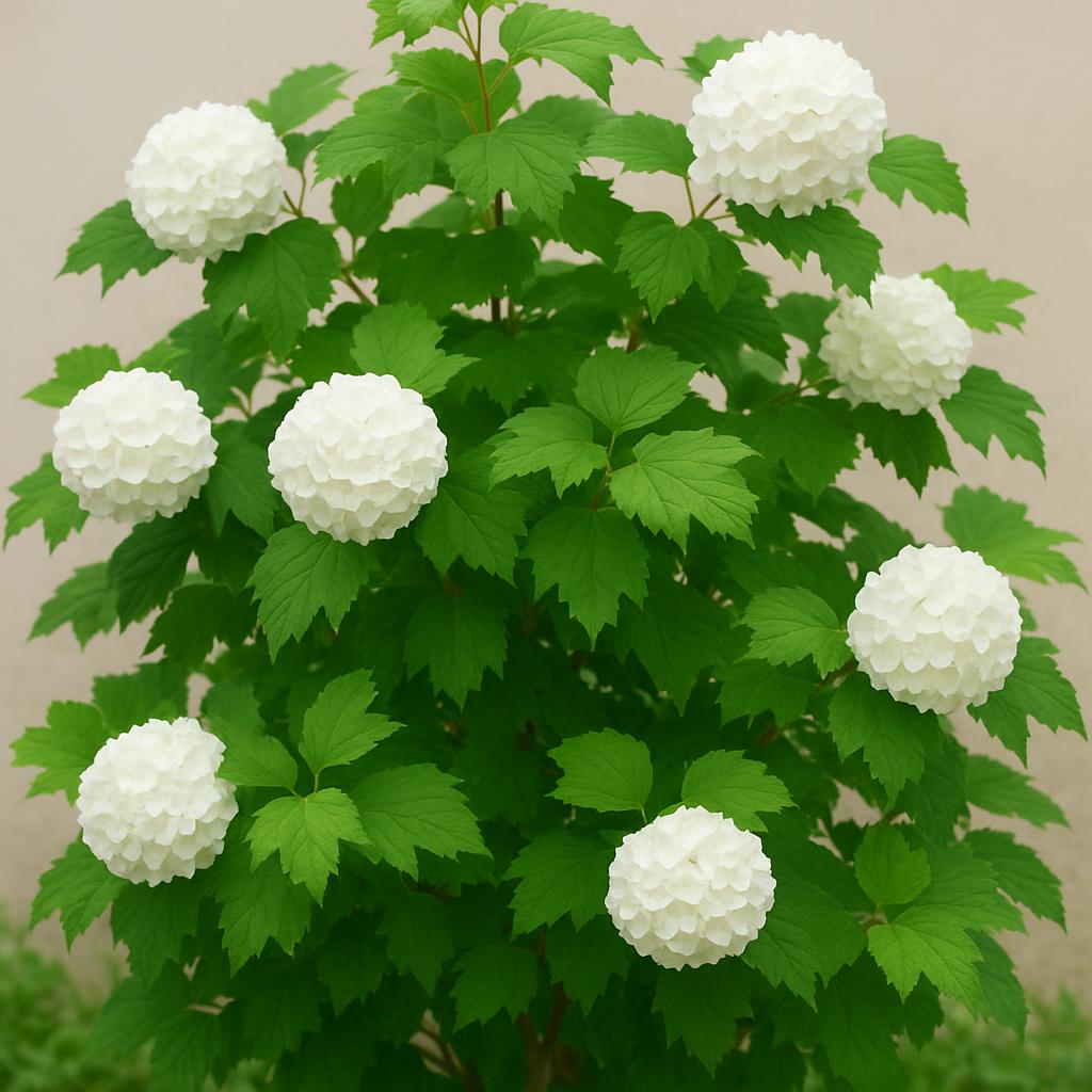 Kalina koralowa