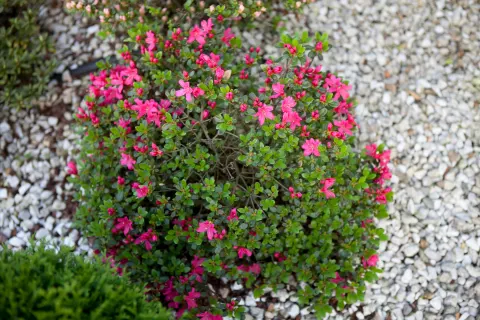 Azalia japońska 'Kermesina'