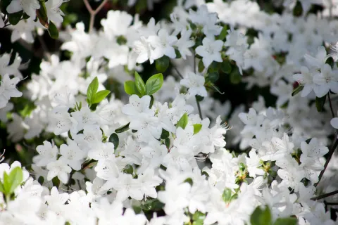 Azalia japońska 'Luzi'