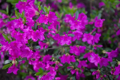 Azalia japońska 'Hiroko / Geisha Purple'