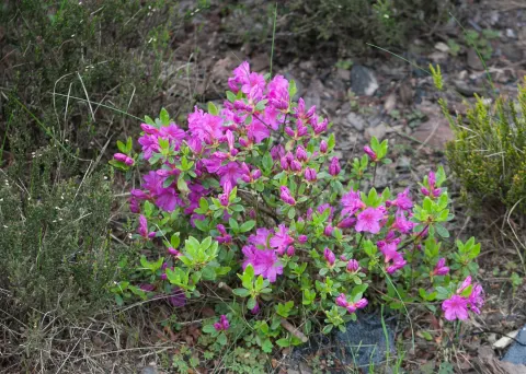 Azalia japońska 'Sasava'