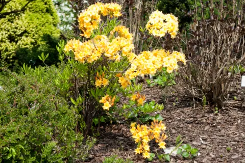 Azalia wielkokwiatowa 'Anneke'