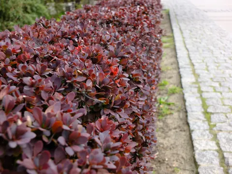 Berberys Thunberga ' Atropurpurea'