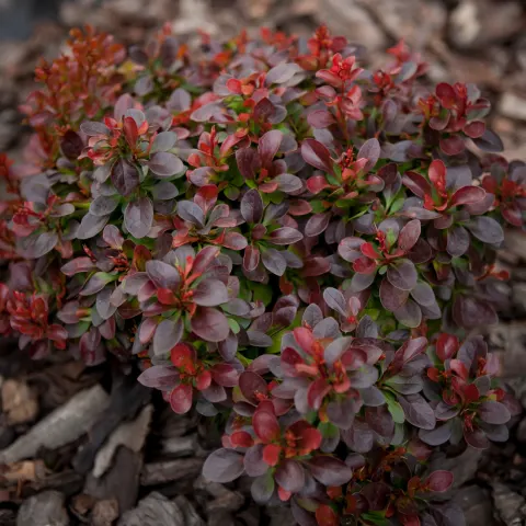 berberys Thunberga Bagatelle