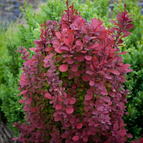 Berberys Thunberga Orange Rocket