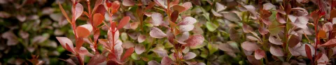 Berberys Thunberga 'Red Pillar'