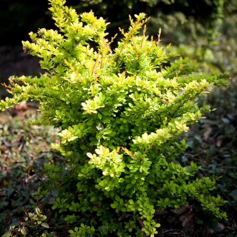 Berberys Thunberga Sunsation