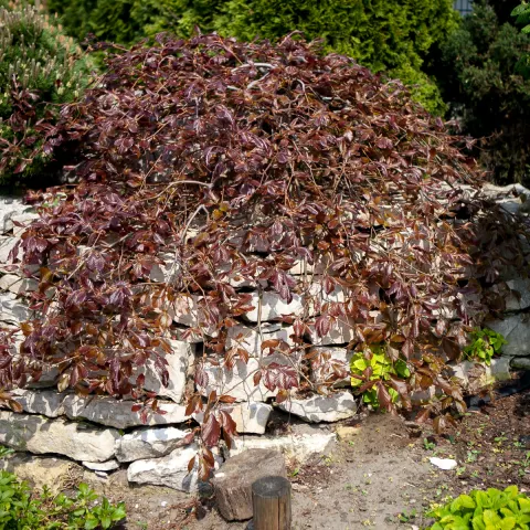Buk pospolity Purpurea Pendula