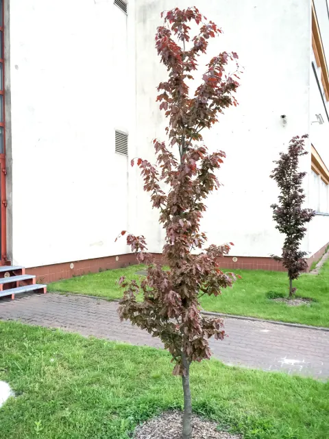 Buk pospolity Rohan Obelisk