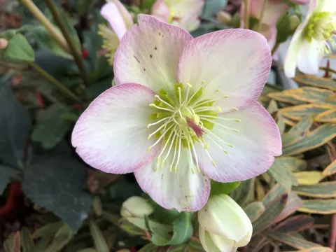 Ciemiernik 'HGC ® Ice N' Roses Rose'