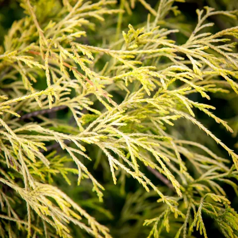 Cyprysik groszkowy Filifera Aurea Nana
