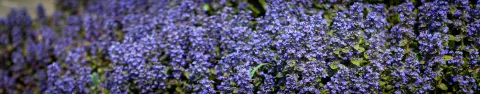 Dąbrówka rozłogowa Atropurpurea
