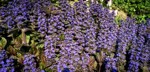 Dąbrówka rozłogowa Atropurpurea