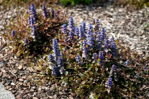 Dąbrówka rozłogowa Atropurpurea