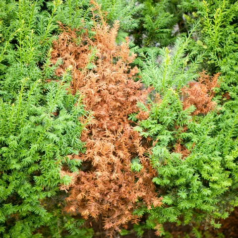 Fytoftoroza (Phytophthora-Wurzelfäule)