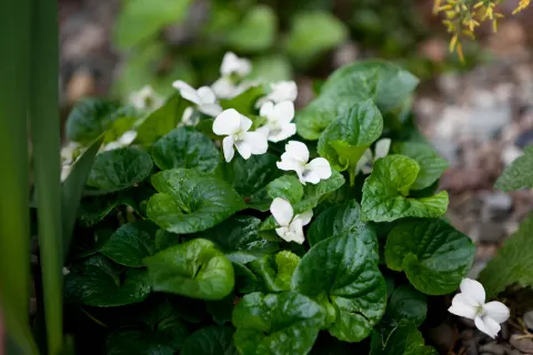 Fiołek motyklowaty 'Albiflora'