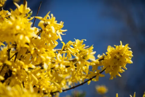 Forsycja pośrednia