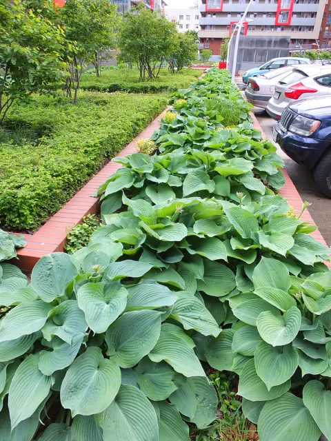 Funkia 'Big Daddy', hosta, duża roślina