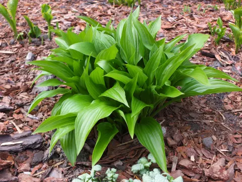 Funkia lancetolistna