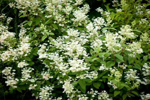 Hortensja bukietowa Dart's Little Dot