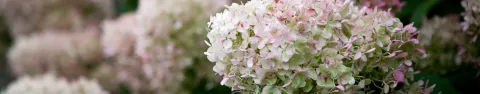 Hortensja bukietowa Grandiflora