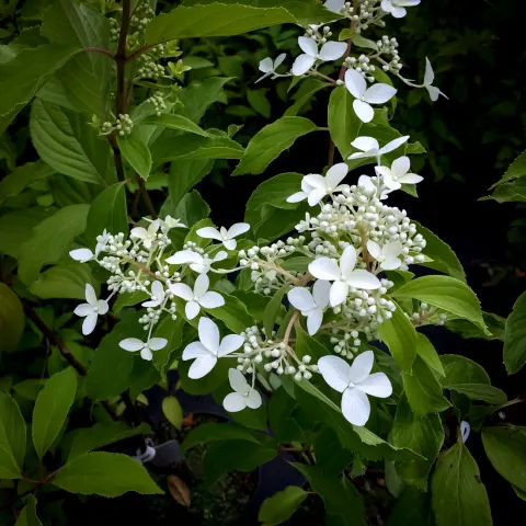 Hortensja bukietowa Great Star Le Vasterival