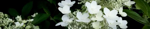 Hortensja bukietowa Kyushu