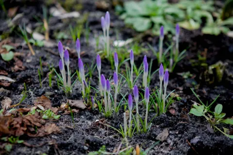 krokus, marzec, zwiastuny-wiosny