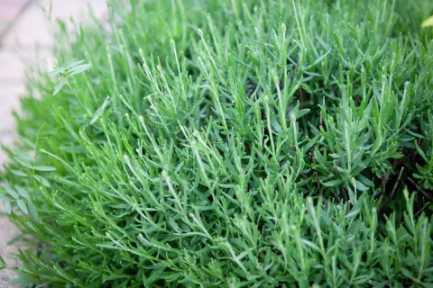 Lawenda wąskolistna Dwarf Blue