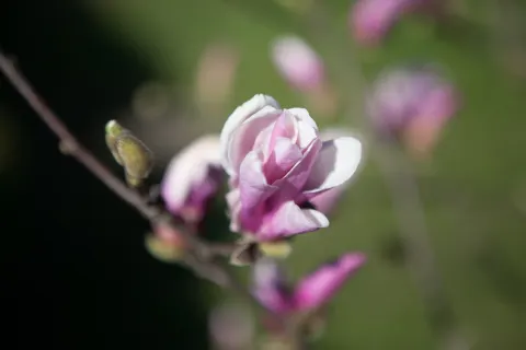 Magnolia 'George Henry Kern'