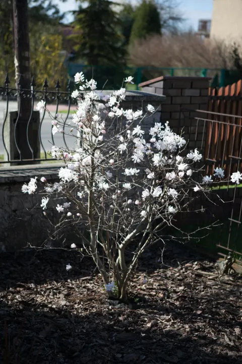 Magnolia gwiaździsta