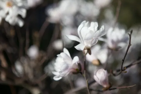 Magnolia gwiaździsta 'Royal Star'