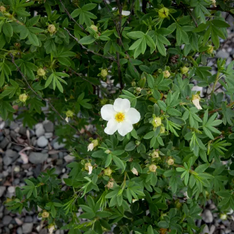 Pięciornik krzewiasty Tilford Cream