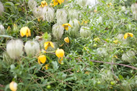 Powojnik 'Lambton Park', Powojnik 'Lambton Park'