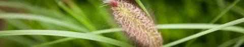 Rozplenica japońska Japonicum