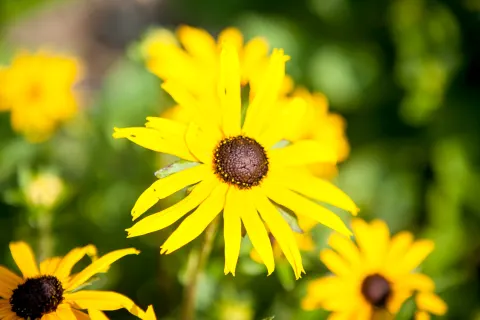 Rudbekia błyskotliwa Goldstrum