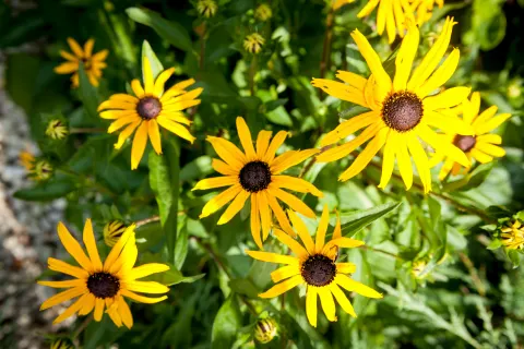 Rudbekia błyskotliwa Goldstrum