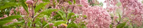 Sadziec plamisty Atropurpureum