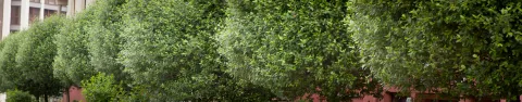 Wiśnia osobliwa Umbraculifera