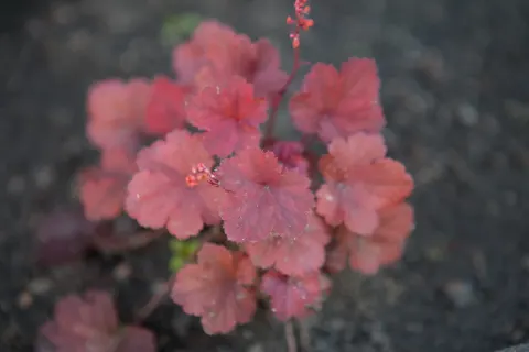 Żurawka 'Cherry Cola'