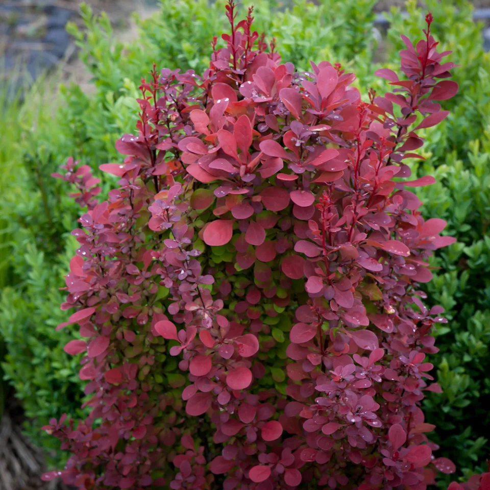 Berberys Thunberga Orange Rocket