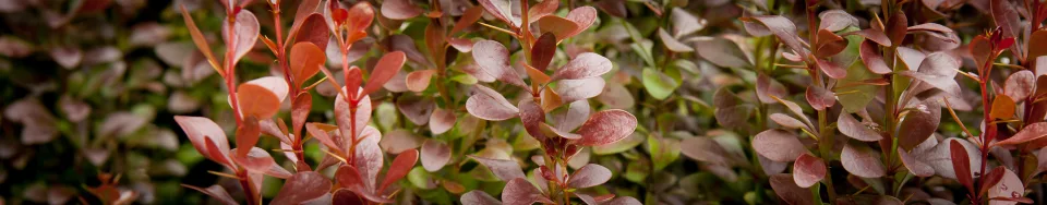 Berberys Thunberga 'Red Pillar'