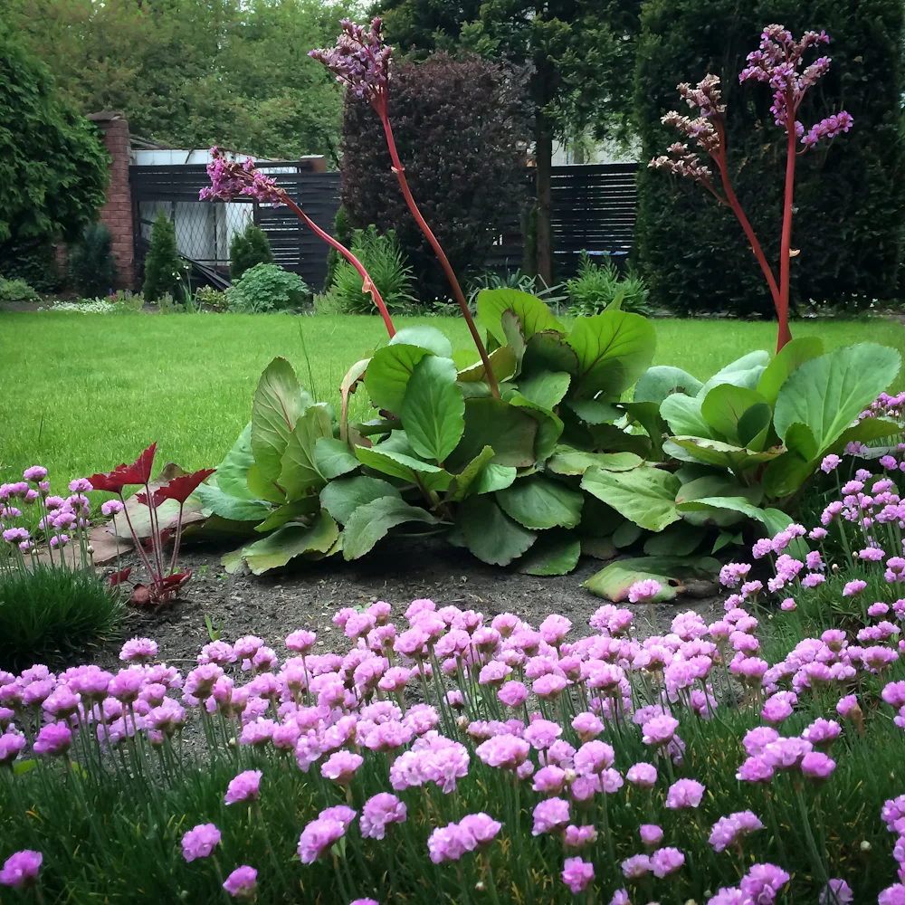bergenia sercowata