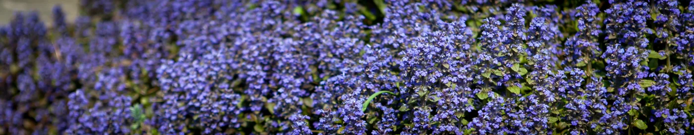 Dąbrówka rozłogowa Atropurpurea