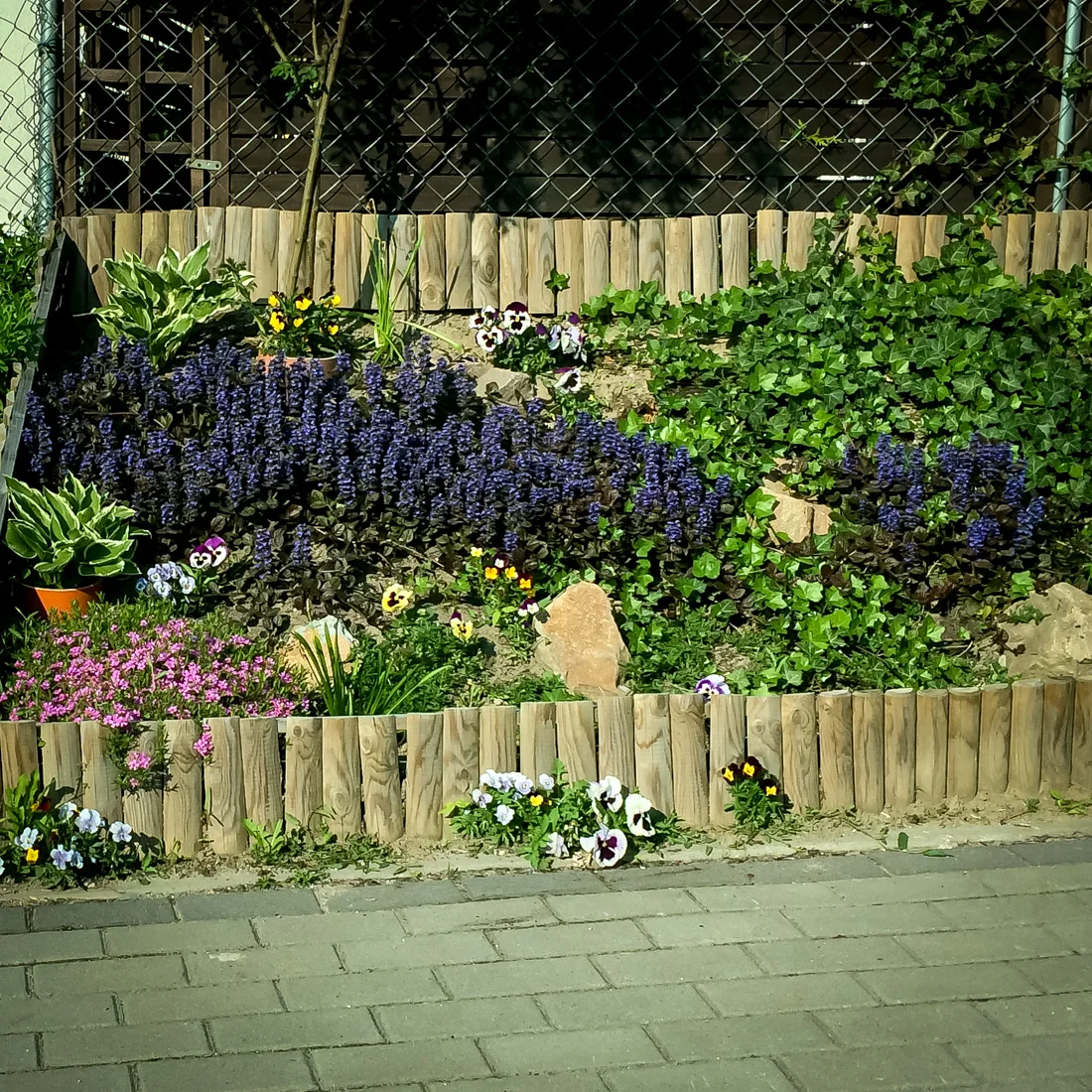 Dąbrówka rozłogowa Atropurpurea