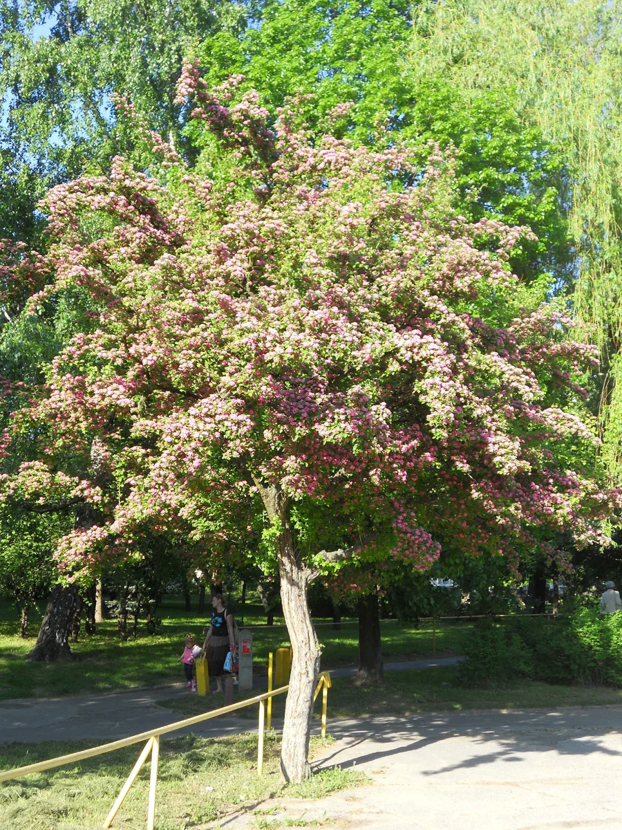 Kwitnące wiosną drzewo