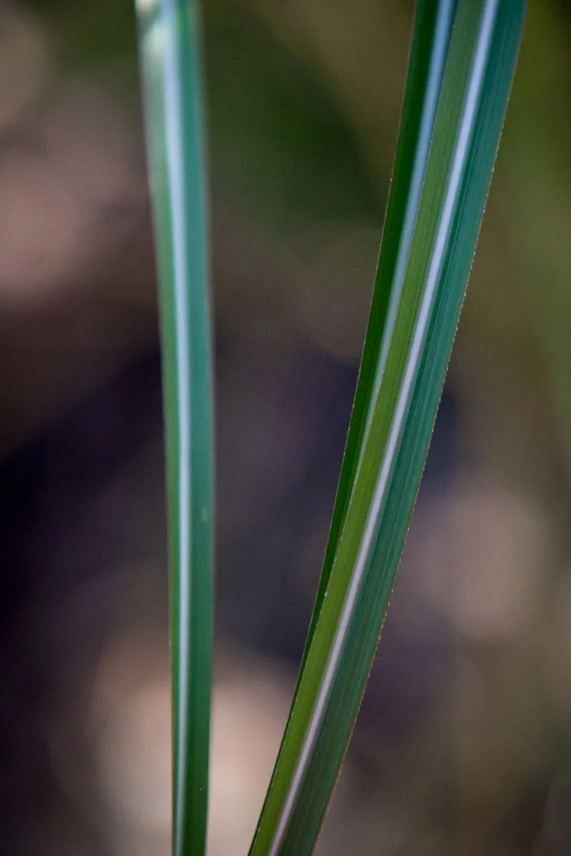 Miskant chiński Gracillimus