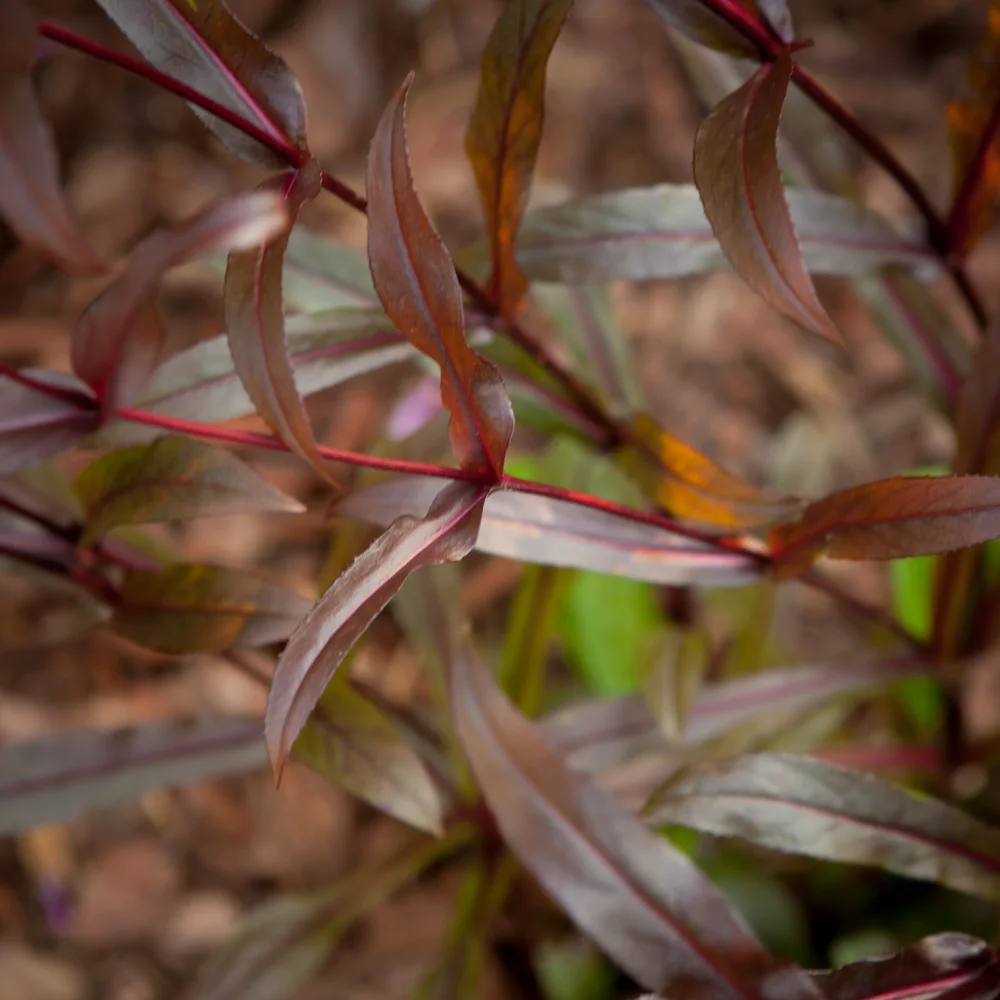 Penstemon palczasty Husker Red