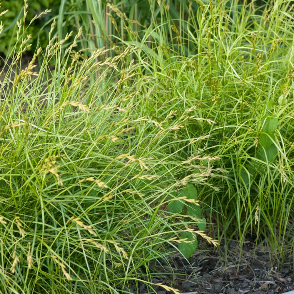 Turzyca palmowa Aureovariegata
